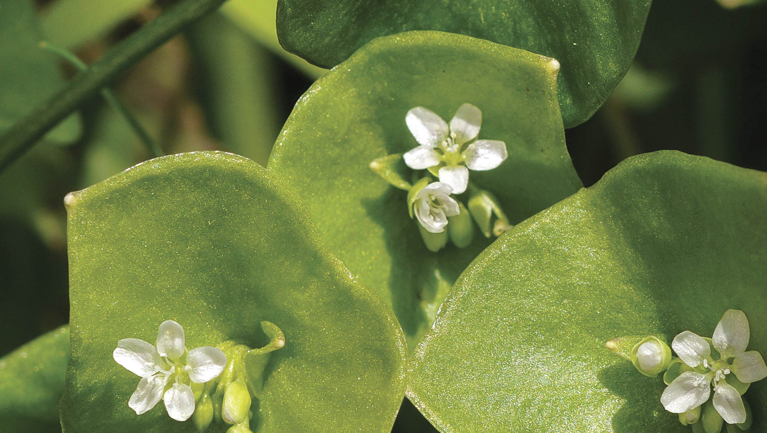 Miner's lettuce leaves can be eaten fresh or lightly cooked as you would spinach.